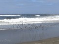 Seven Devils SRA -  Flight of shore birds