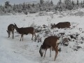 Mule Deer in the Snow