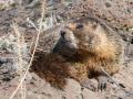 Marmot