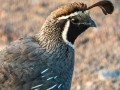 California Quail