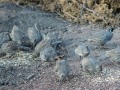 California Quail Family