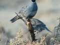 California Quail