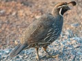 California Quail