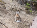 Hare at American Girl Mine