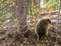 Porcupine near American Girl Mine