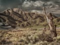 Great Sand Dunes NP - Dead Tree