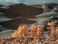 Great Sand Dunes NP - Dune Cottonwods