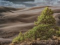 Great Sand Dunes NP - Dune Pines