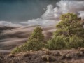 Great Sand Dunes NP - Dune Pines