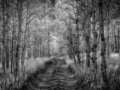 Great Sand Dunes NP - Aspen Grove - b/w