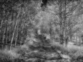 Great Sand Dunes NP - Aspen Grove - b/w