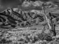 Great Sand Dunes NP - Dead Tree - b/w