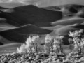 Great Sand Dunes NP - Dune Cottonwods - b/w