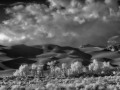 Great Sand Dunes NP - Dune Cottonwods - b/w