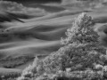 Great Sand Dunes NP - Dune Pines - b/w