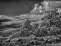 Great Sand Dunes NP - Dune Pines - b/w