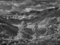 Great Sand Dunes NP - Dune Pines - b/w