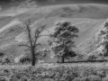 Great Sand Dunes NP - Great Sand Dunes - b/w