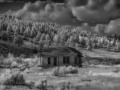 Spring Gulch Cabin - b/w