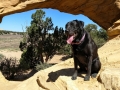 Pepper at Dutchman Arch, San Rafael Swell, Utah