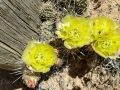 Cactus Blooms, San Rafael Swell, Utah
