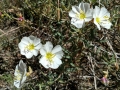 White Flowers, San Rafael Swell, Utah