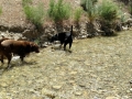 Pups playing in the stream at Nine Mile Canyon