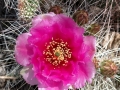 Cactus Bloom at Meteor City Trading Post