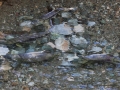 Hyder - Spawning Pink Salmon