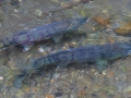 Hyder - Spawning Pink Salmon