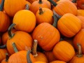 More Pumpkins! Harvest Barn - Osceola, Iowa