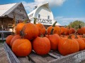 Pumpkins! Harvest Barn - Osceola, Iowa