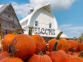 Pumpkins! Harvest Barn - Osceola, Iowa