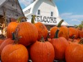 Pumpkins! Harvest Barn - Osceola, Iowa