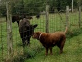 Jasmine making friends with curious calf