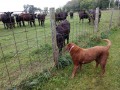 Jasmine making friends with curious calf