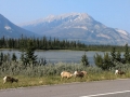 Jasper NP - Mountain Vista