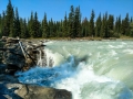 Jasper NP -  Athabasca Falls