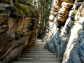 Jasper NP -  Athabasca Falls  Trail