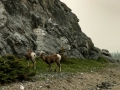 Jasper NP -  Bighorn Sheep