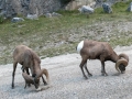 Jasper NP -  Bighorn Sheep