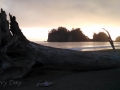 Giant driftwood log on First Beach