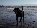 Pepper playing on First Beach