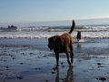 Jasmine & Pepper playing on First Beach