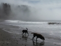 Jasmine & Pepper playing on First Beach