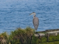 Heron at La Push Marina