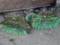 Anemonies in tide pool at Second Beach at La Push