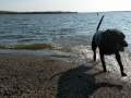 Pepper at Shadehill Reservoir