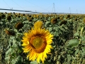 Shadehill Sunflower Fields