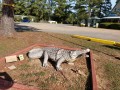 Watch for Gators! Alligator Carving - Shreveport KOA